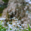 「山沿いの枝垂れ桜のある寺院へ…❀✾」其の2