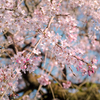 「山沿いの枝垂れ桜のある寺院へ…❀✾」其の4