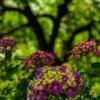 釜の淵の紫陽花〜