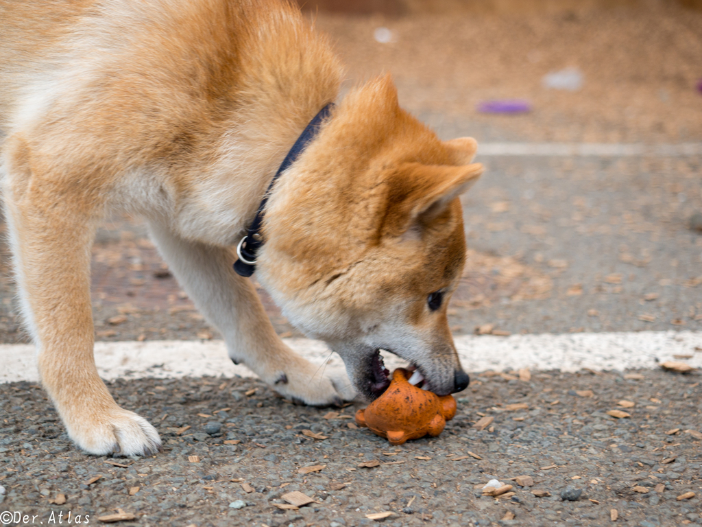 「雨にも負けず～DogRun…Uo･ｪ･oU其の4」