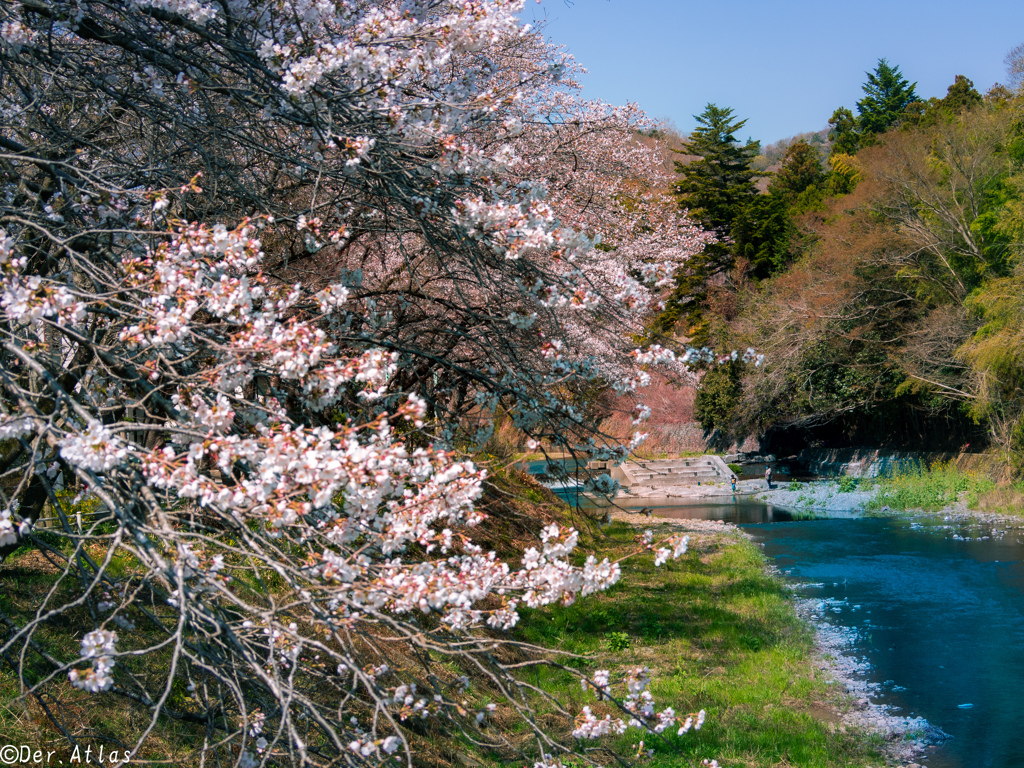 小さな橋と桜のあいだに…