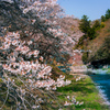 小さな橋と桜のあいだに…