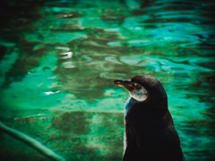 黄昏時なペンギン・・・