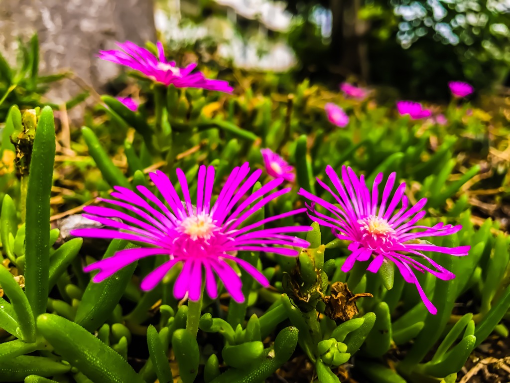 ｢故郷の花畑」