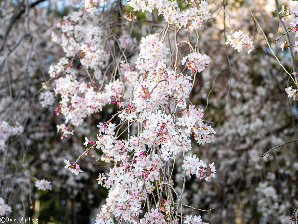 「山沿いの枝垂れ桜のある寺院へ…❀✾」