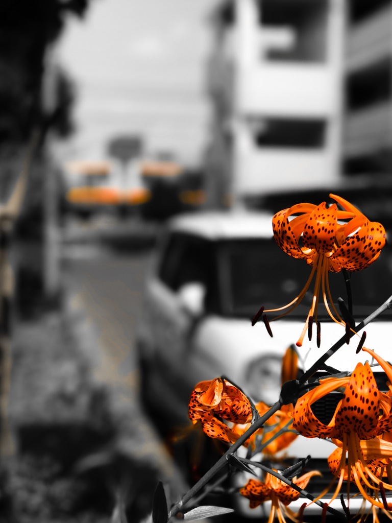 The other side of the flowerﾟ･*:.｡❁