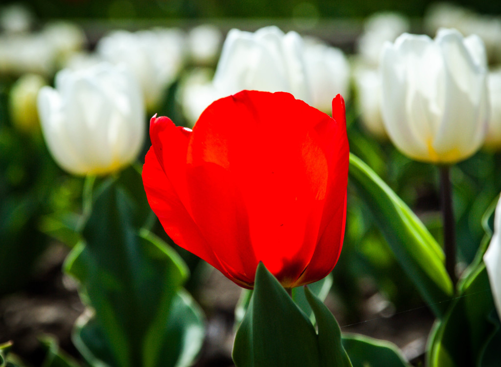 「Romantic red・・・」