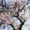 「本堂前の枝垂れ桜を愛でながら…」