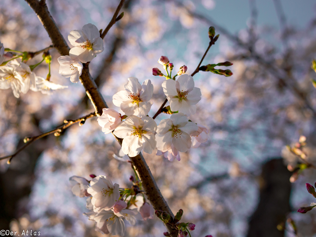 夕暮れと清流と桜の並木通りに…