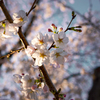 夕暮れと清流と桜の並木通りに…