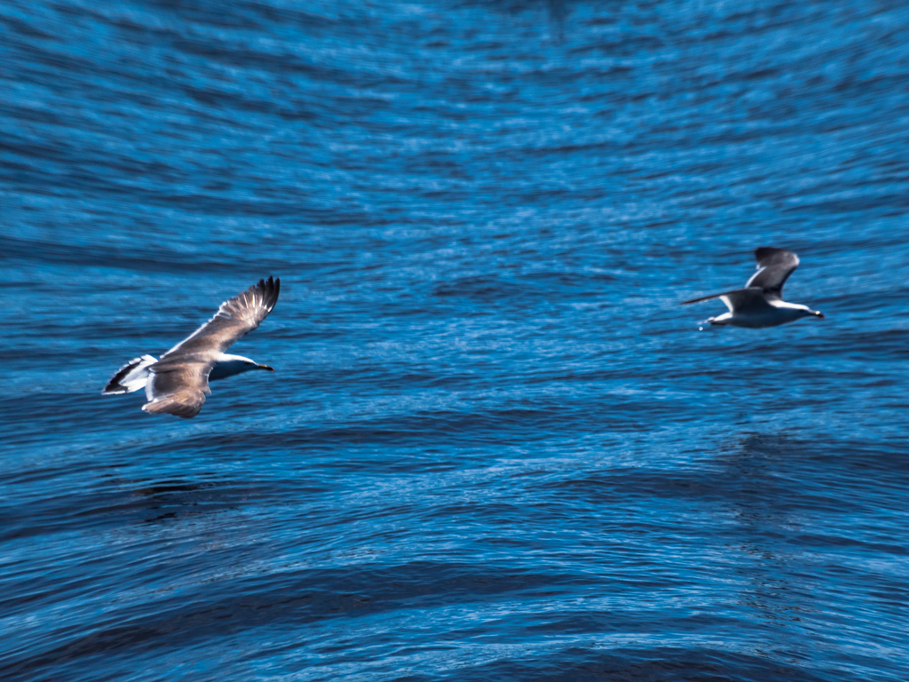 「海鳥の囀りが聴こえたら…♪」