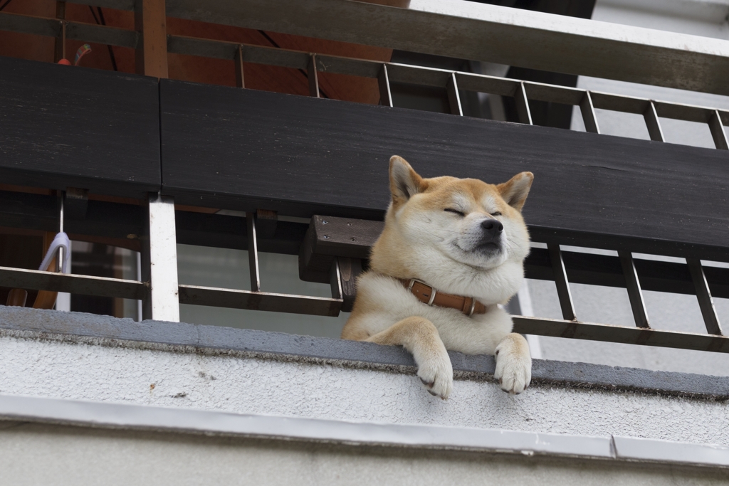 ペリーロードのわんこ