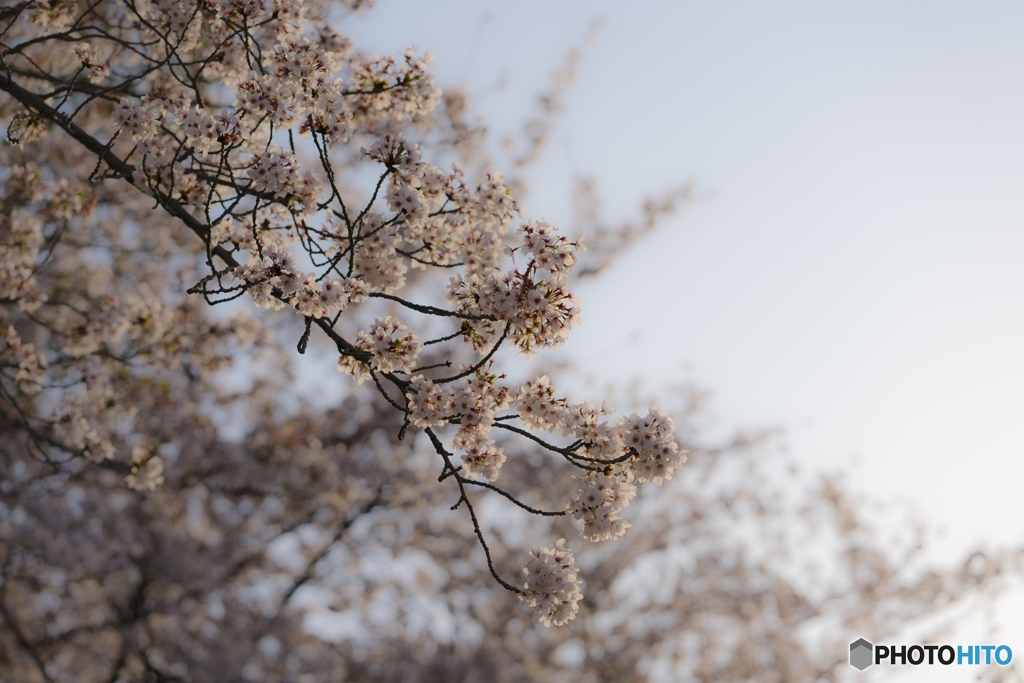 仄暮の桜