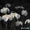 花菖蒲 No.4
