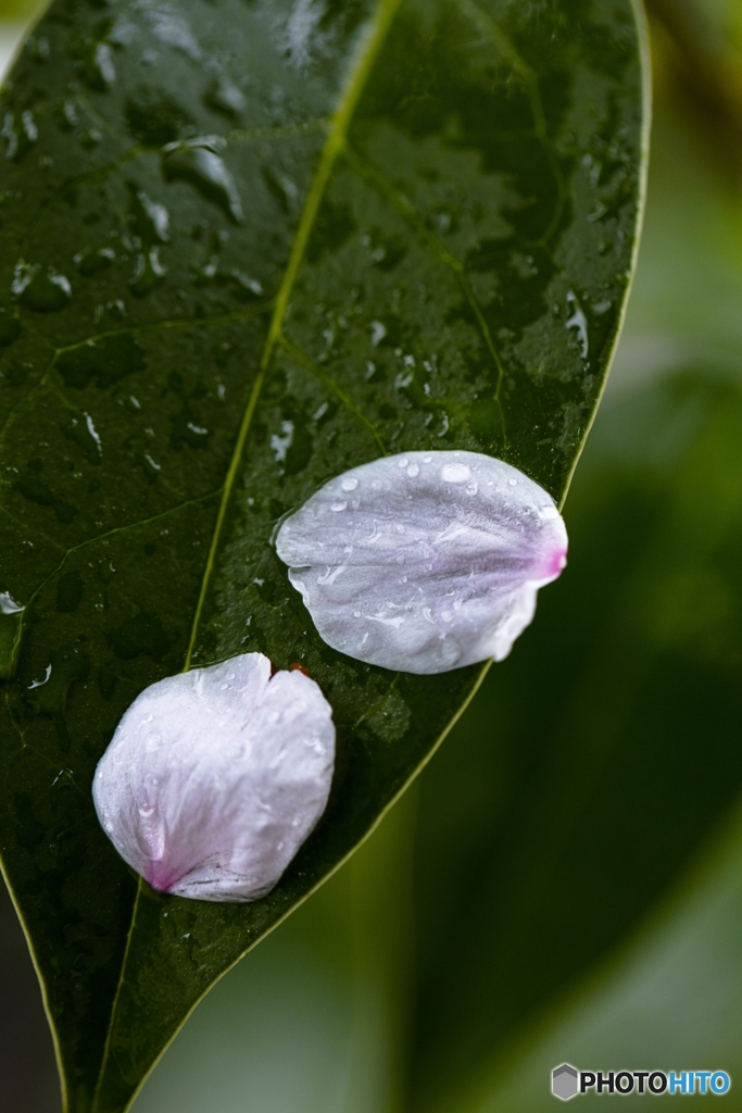 雨中の桜 no.1