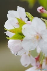 雨中の桜 no.3