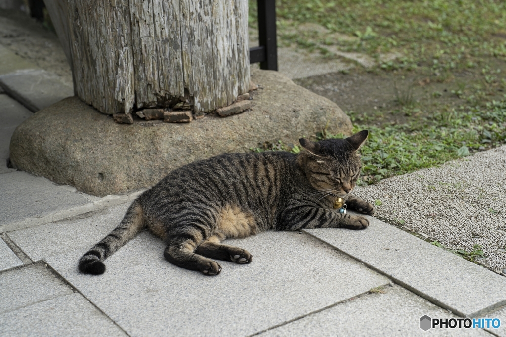 中尊寺本堂のにゃんこ