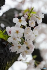 雨中の桜 no.2