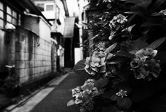 Street Snap 18(紫陽花)