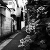 Street Snap 18(紫陽花)