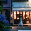 Street Snap 19(紫陽花)