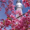街頭19(Spring)