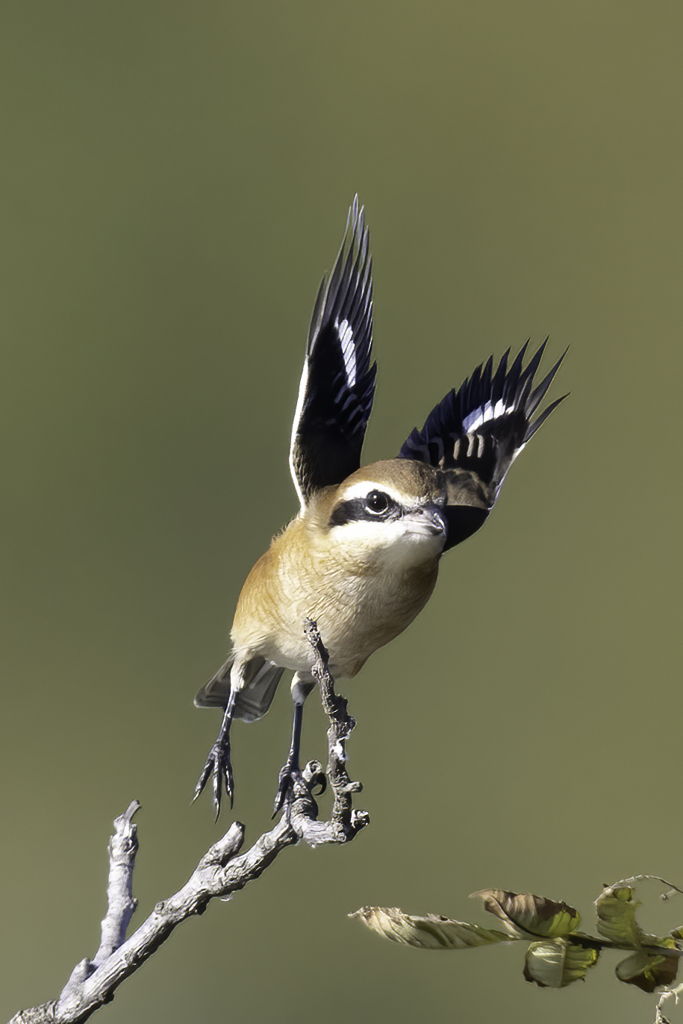 わっしょい　わっしょい