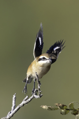 わっしょい　わっしょい