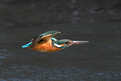 シリウスへ向かって飛べ！