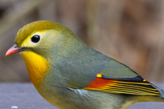 試し鳥