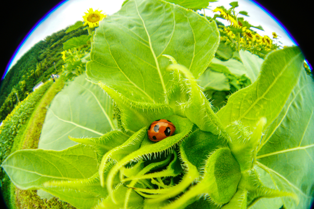 葉っぱの中のテントウ虫