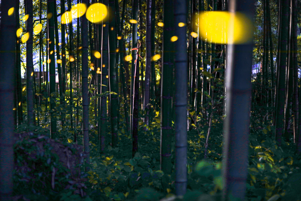 Strawberry Moon差し込む竹林で