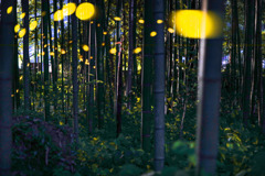 Strawberry Moon差し込む竹林で