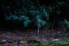 ヒメボタル今年一枚目