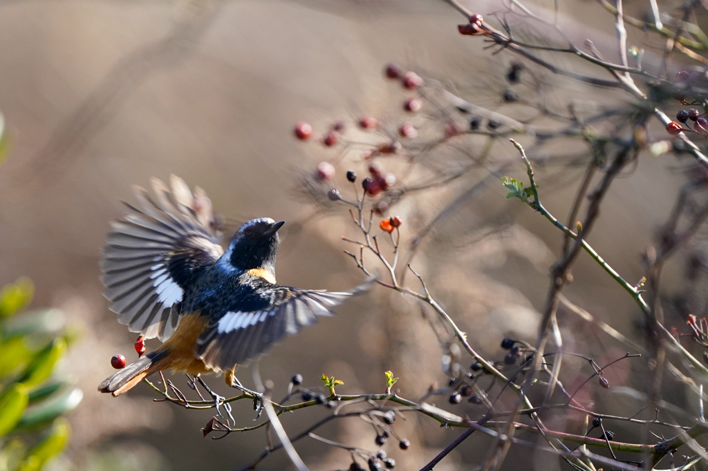 野鳥1