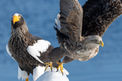 オジロワシ飛ぶ