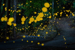 ヒメとよく探せばゲンジ