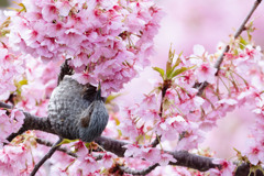 甘くておいし～(^O^)
