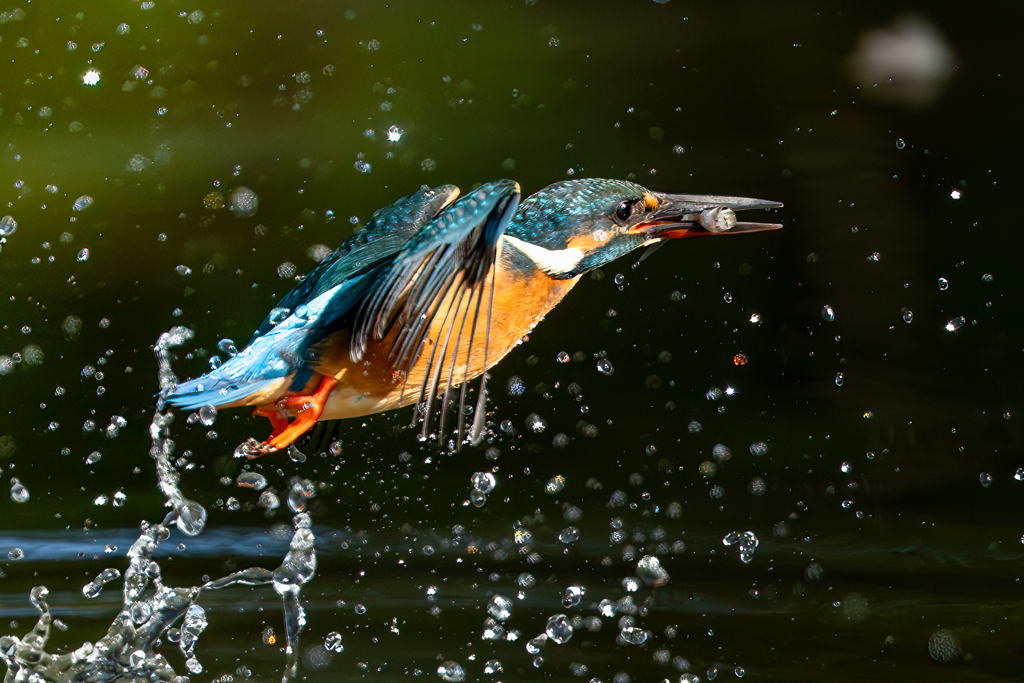 宝石箱に飛び込んだ飛ぶ宝石