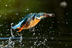 宝石箱に飛び込んだ飛ぶ宝石