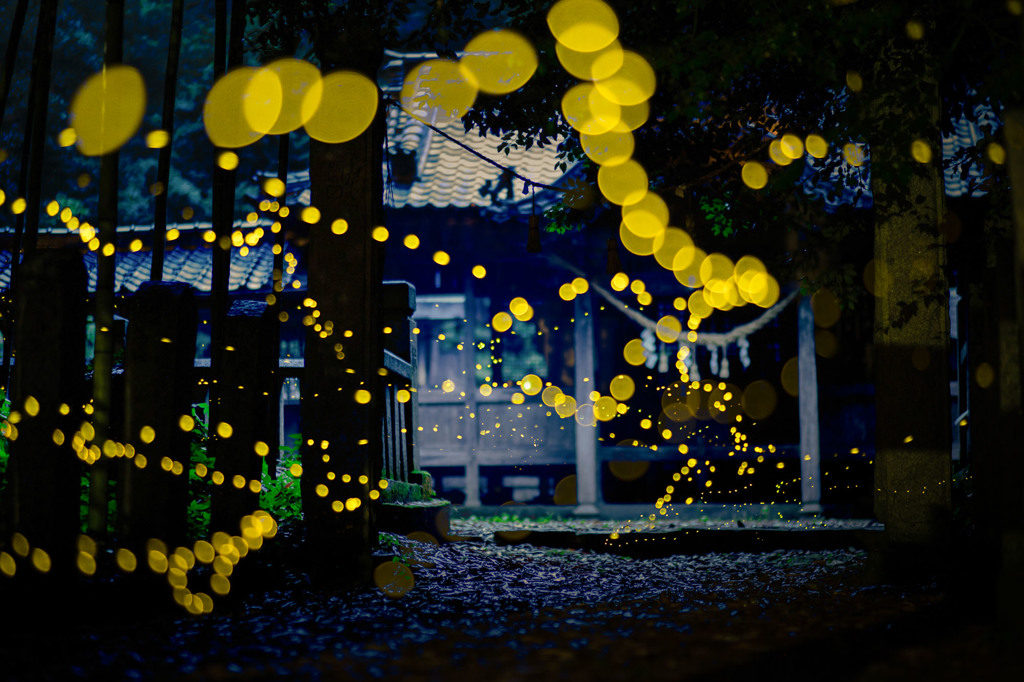 光差し込む境内に集うヒメ