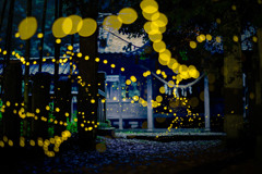 光差し込む境内に集うヒメ