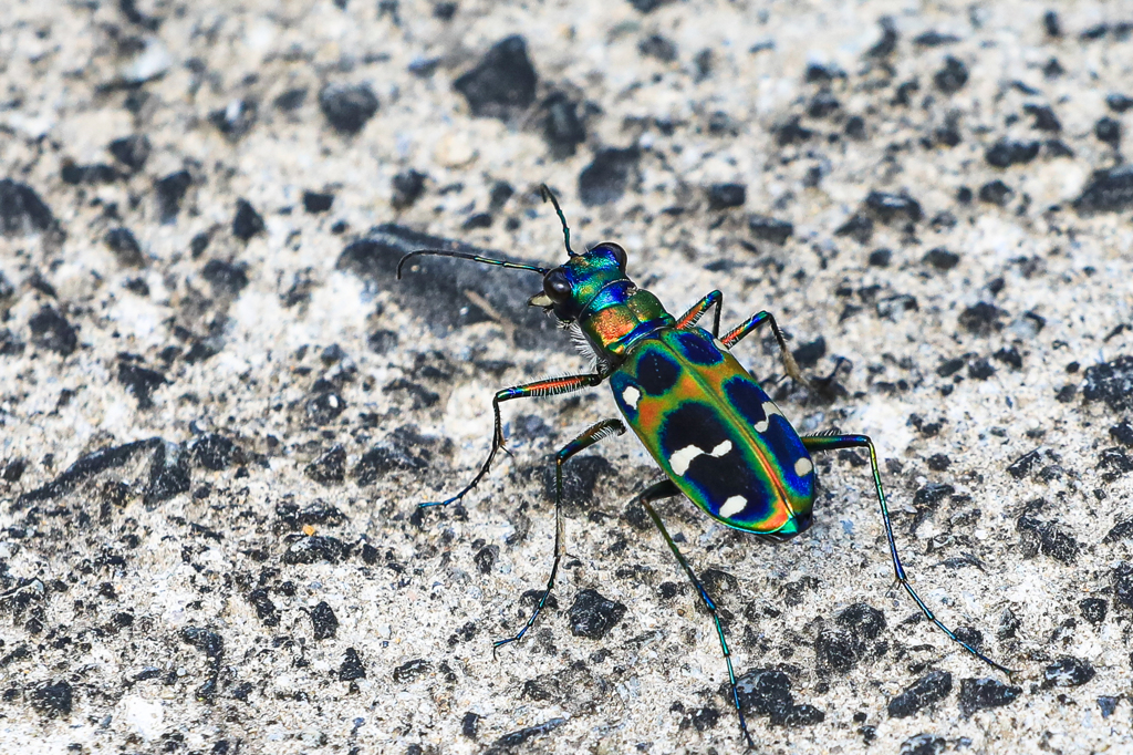 足元を何かが飛び回ってると…