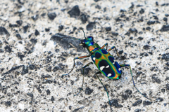 足元を何かが飛び回ってると…