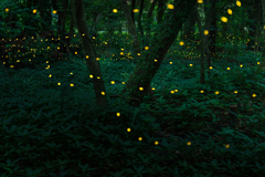 秘密のヒメの森