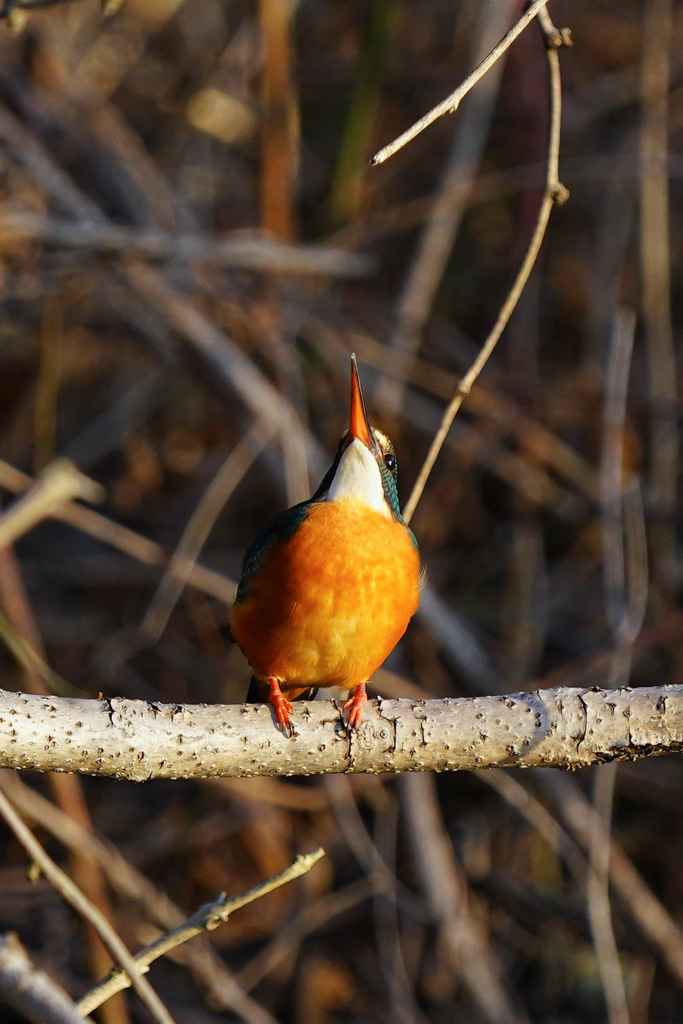 百舌鳥が気になる