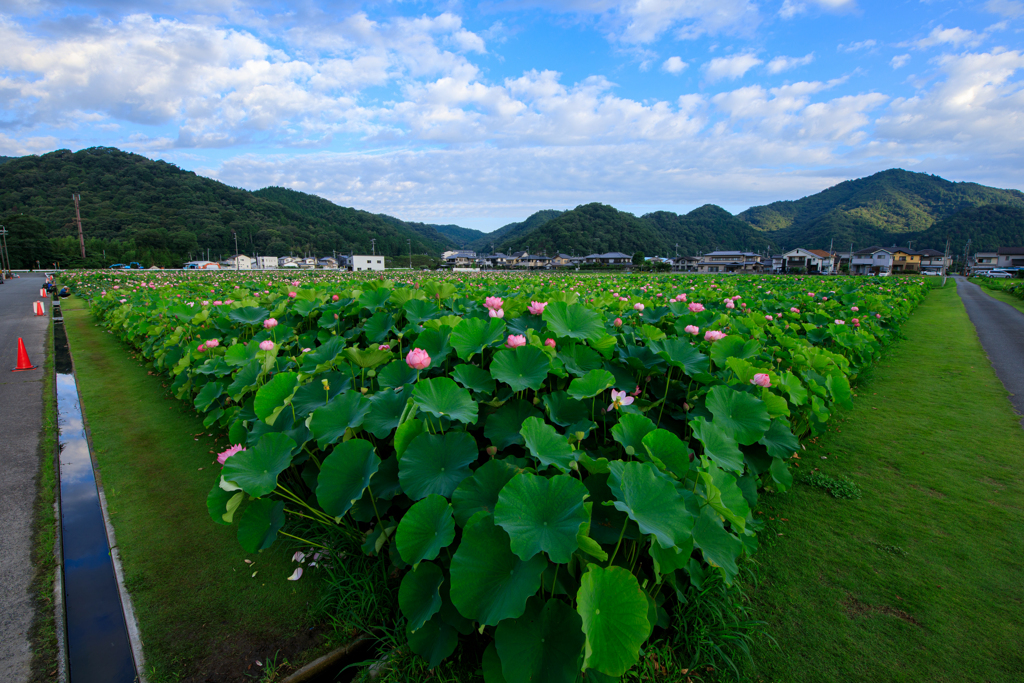 三角