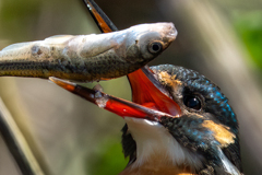 うっれしいな(^▽^)/