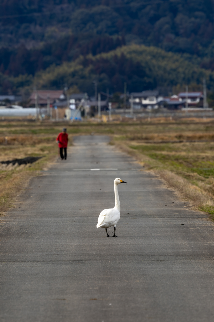 白鳥の来る町