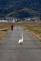 白鳥の来る町